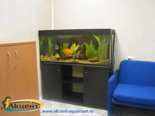 Акцент-аквариум,аквариум 400 литров,в офисе